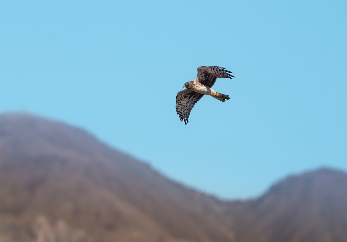 Northern Harrier - ML644282304