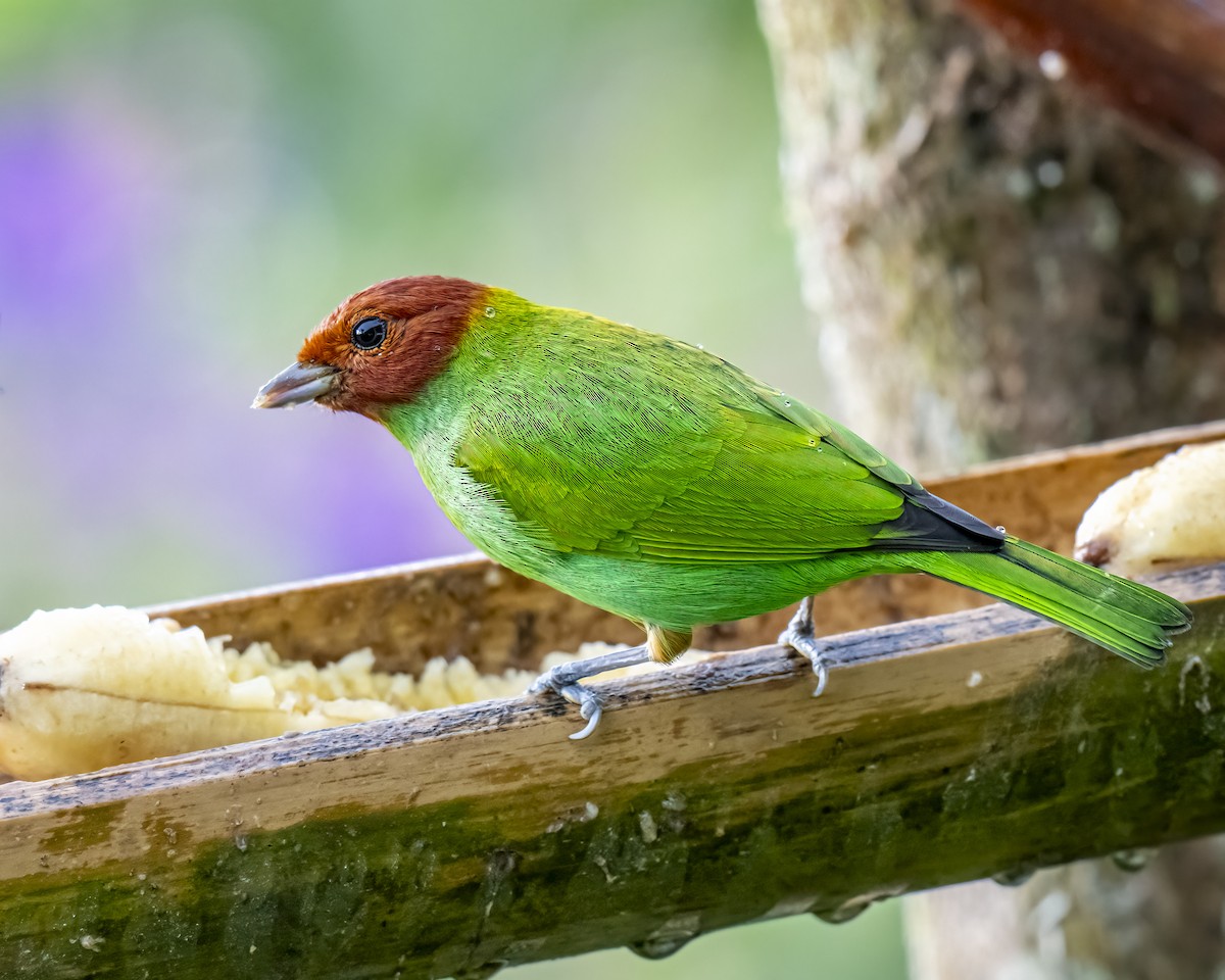 Рыжеголовая танагра - ML644282307