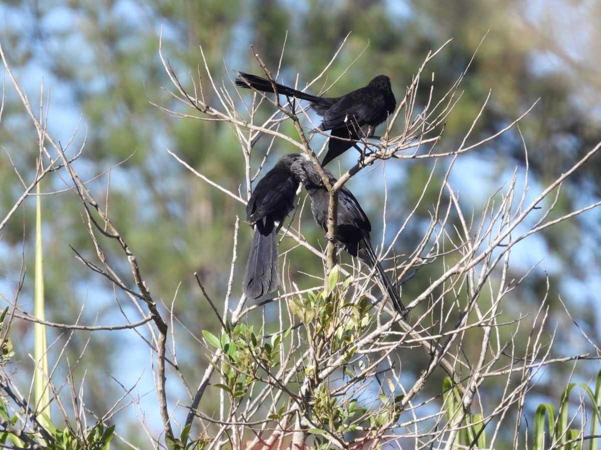 Ani à bec lisse - ML644282310