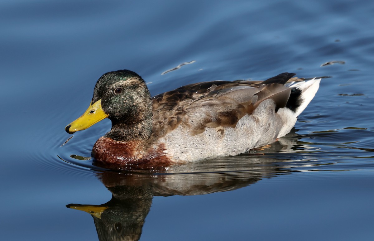 Кряква - ML644282319