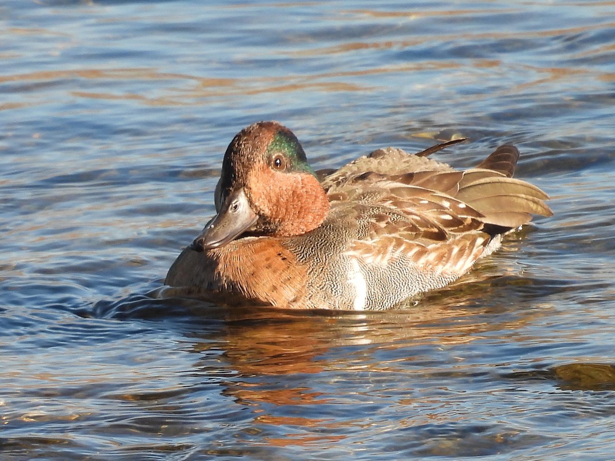 コガモ - ML644282322