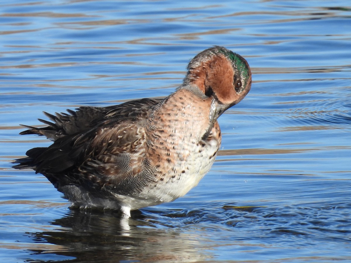 コガモ - ML644282323