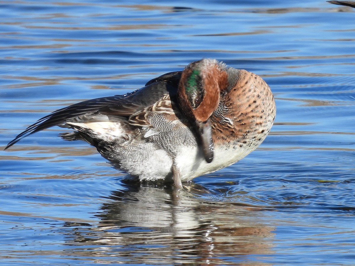 コガモ - ML644282324