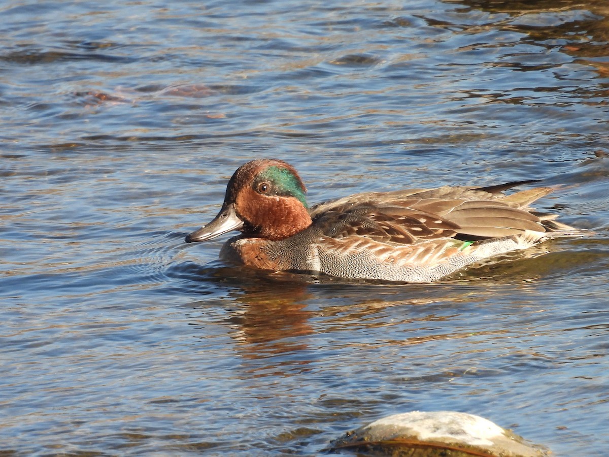 コガモ - ML644282325