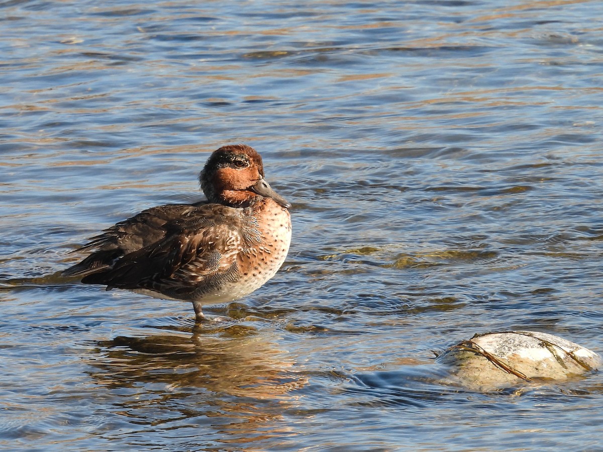 コガモ - ML644282326