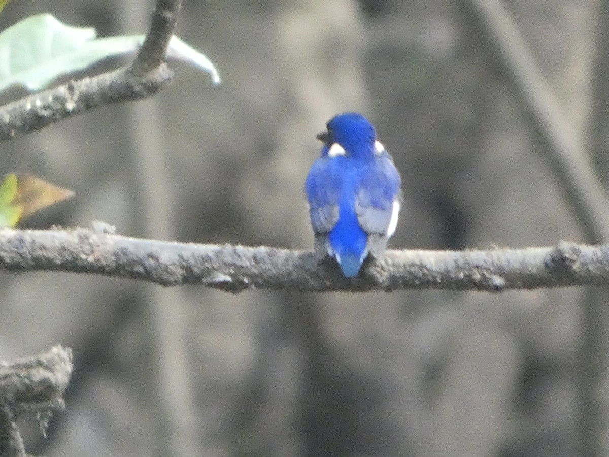 Малый зимородок - ML644282330