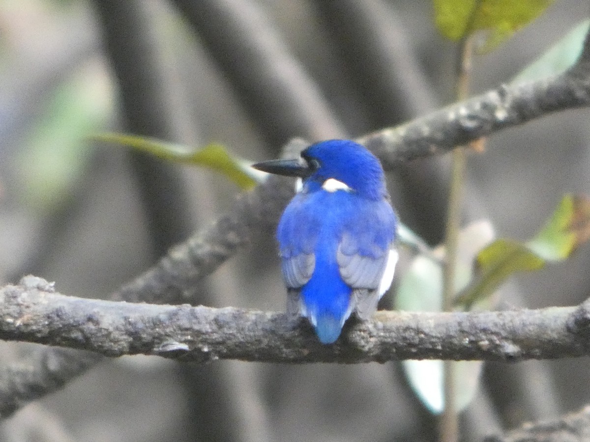 Малый зимородок - ML644282331