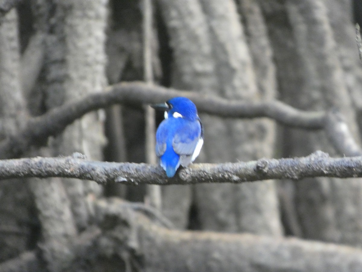 Малый зимородок - ML644282332