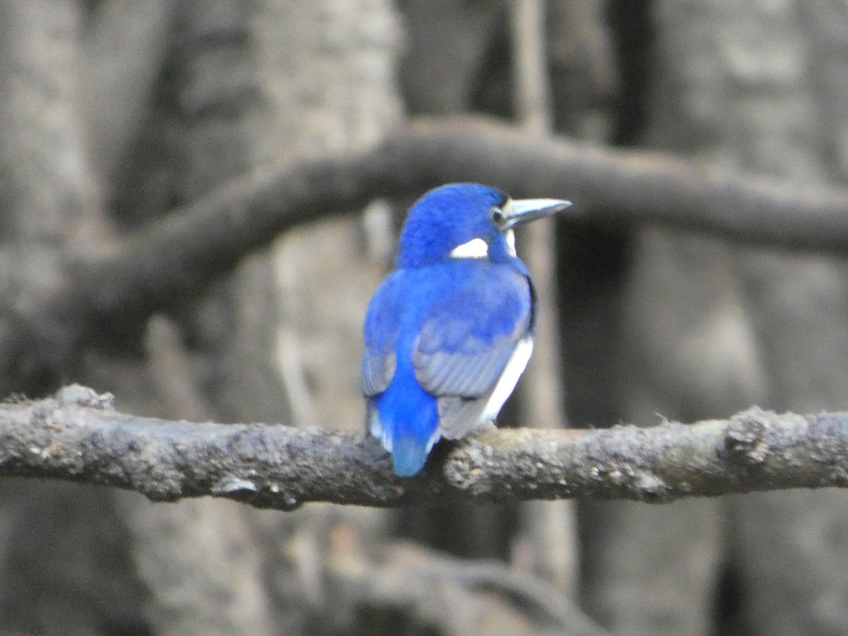 Малый зимородок - ML644282333