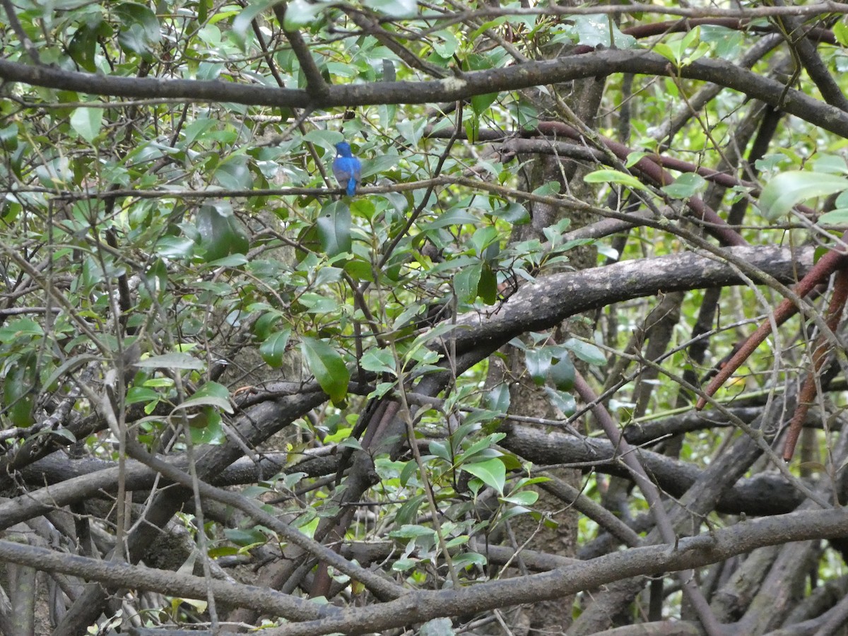 Малый зимородок - ML644282334