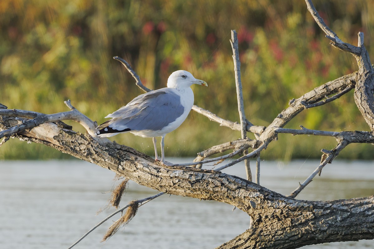 Хохотунья - ML644282335