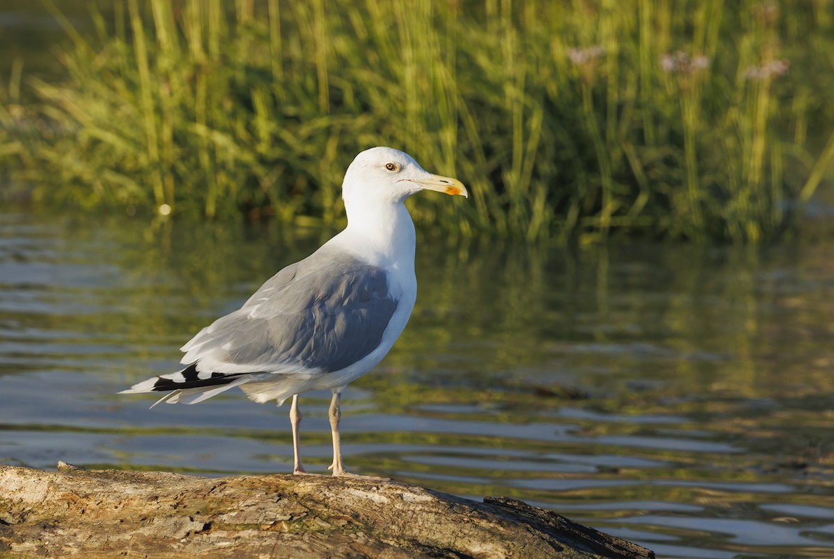 Хохотунья - ML644282336