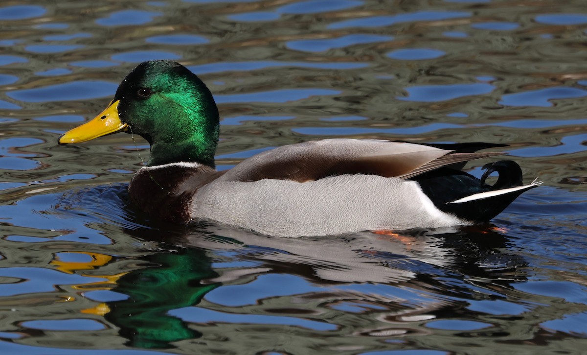 Кряква - ML644282337