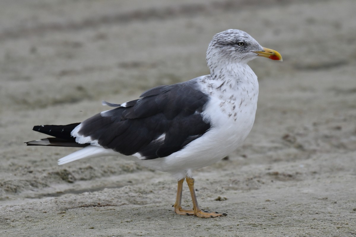 Клуша - ML644282339