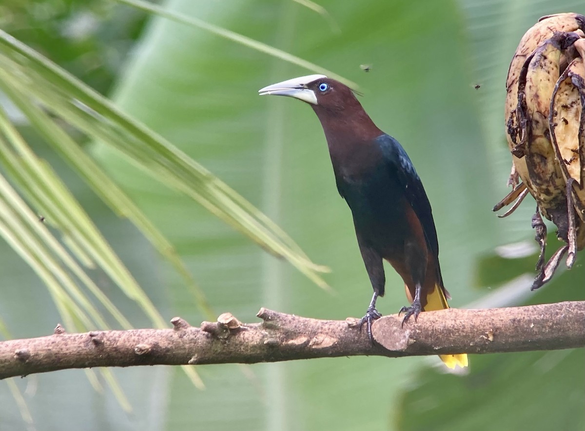 Каштановоголовая оропендола - ML644282345