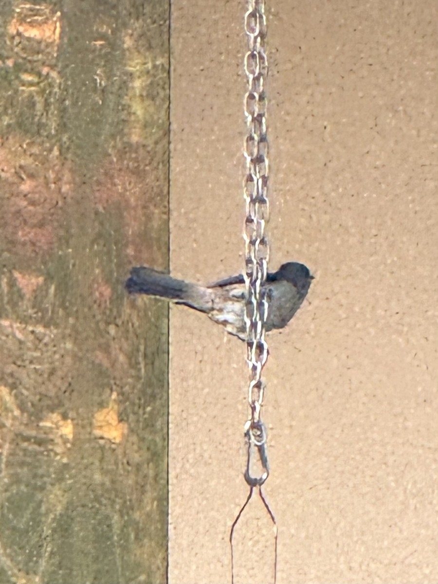 Американская гренадерка - ML644282346