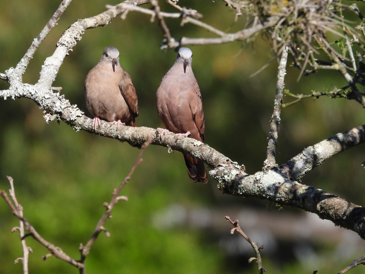 Коричневая земляная горлица - ML644282347