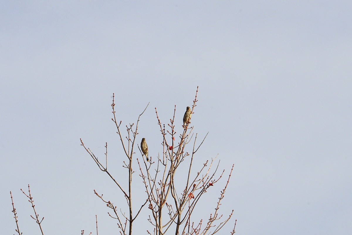 Кедровый свиристель - ML644282348