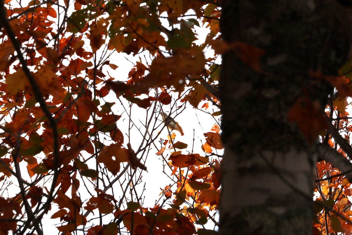 Кедровый свиристель - ML644282349