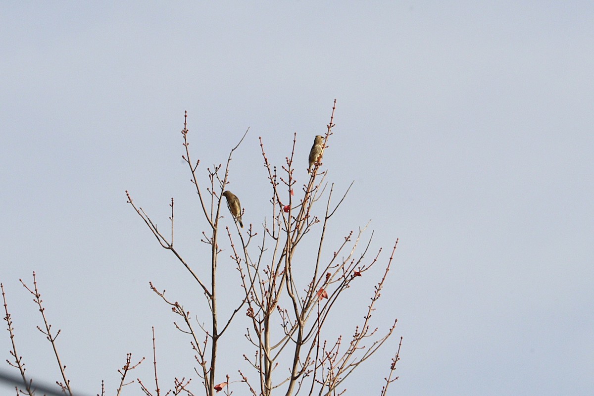 Кедровый свиристель - ML644282350