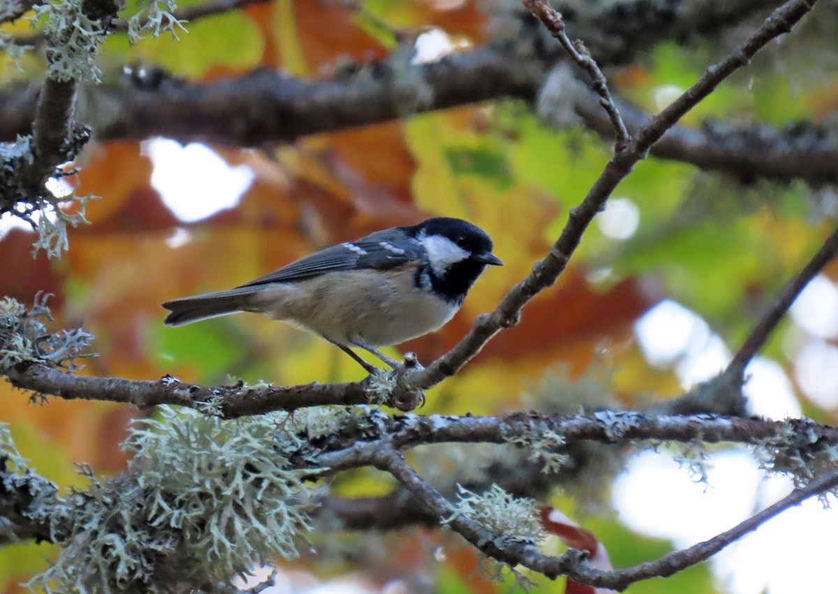 Московка - ML644282351