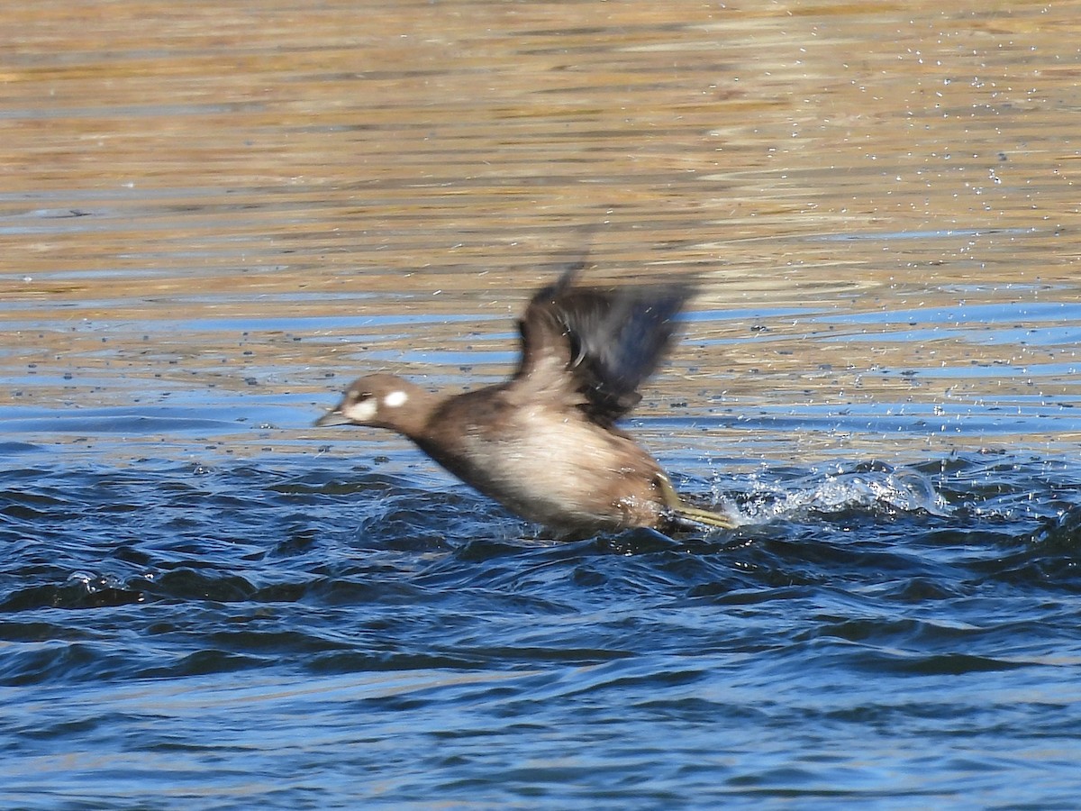 Каменушка - ML644282352