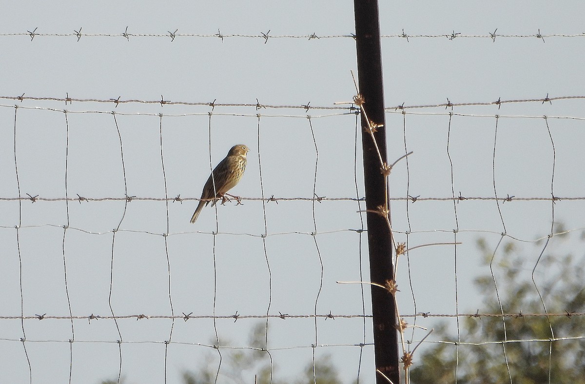 Просянка - ML644282353