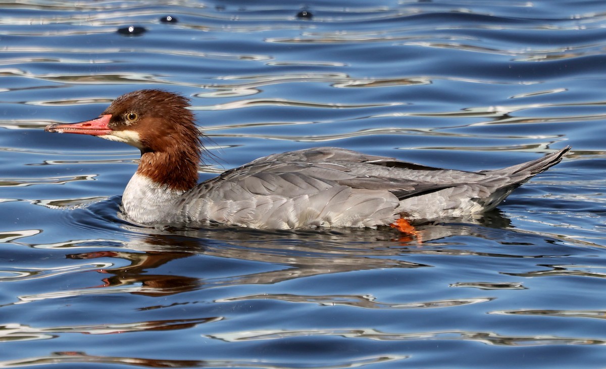 Большой крохаль - ML644282354