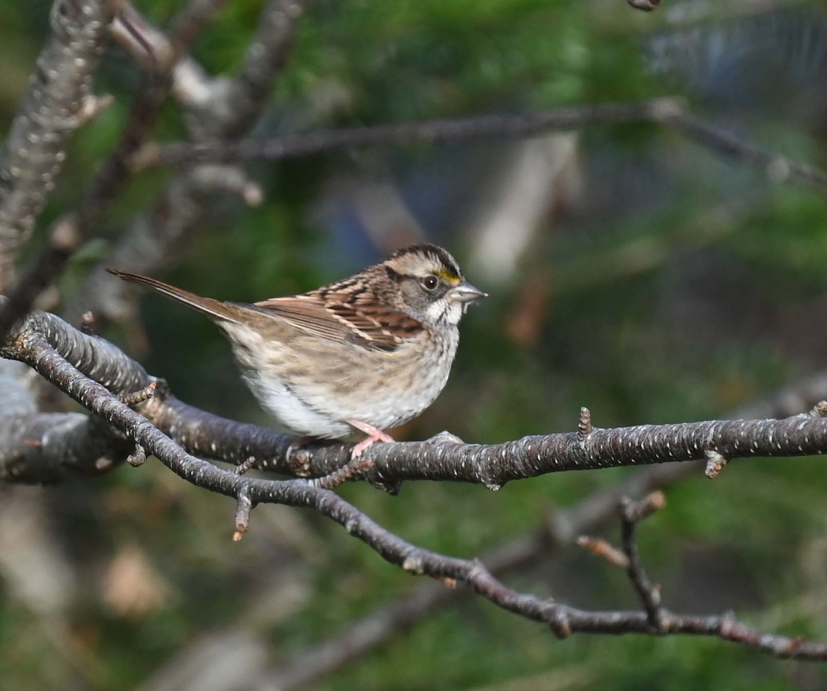 Белогорлая зонотрихия - ML644282355