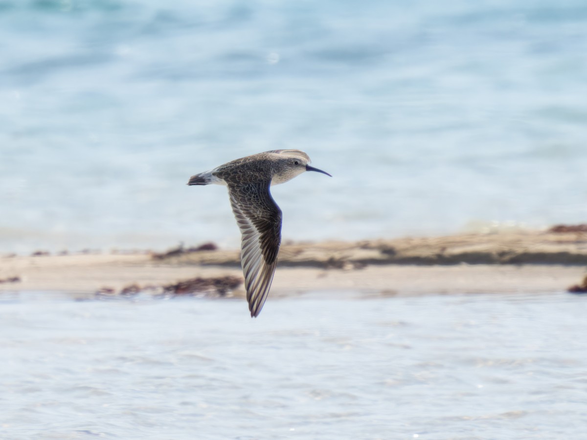 Краснозобик - ML644282357