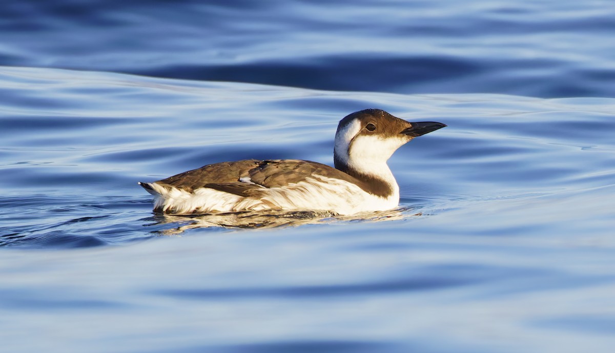 Тонкоклювая кайра - ML644282358