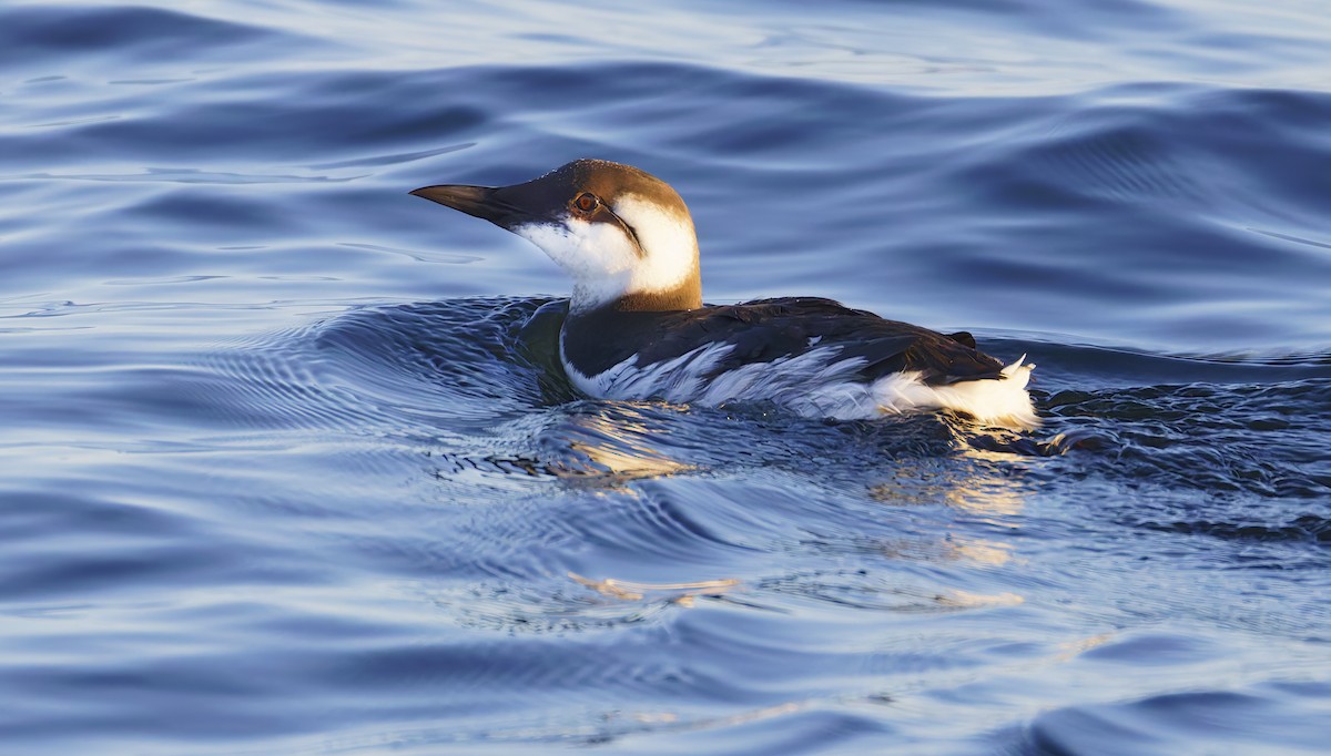 Тонкоклювая кайра - ML644282359