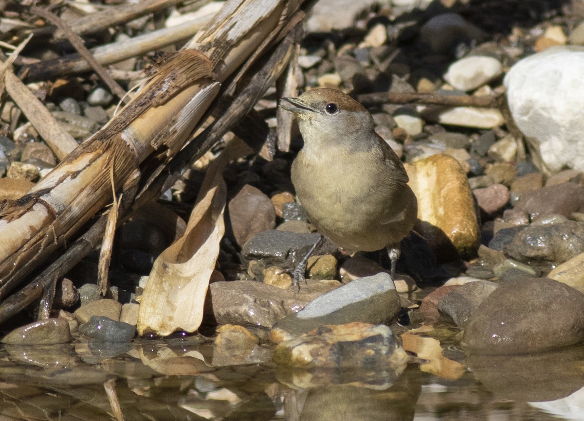 Черноголовая славка - ML644282360
