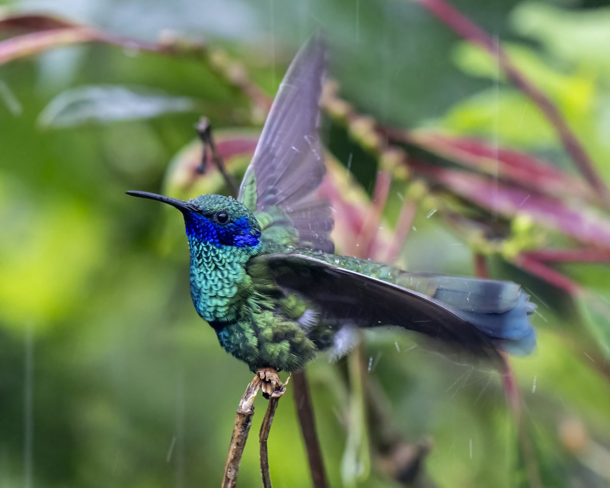 Сверкающий фиалкоух - ML644282365