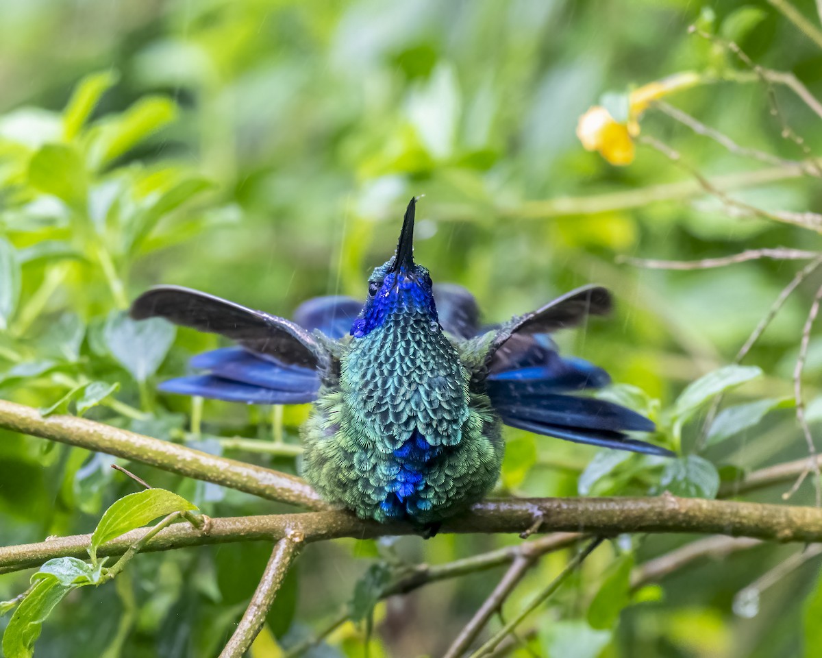 Сверкающий фиалкоух - ML644282366