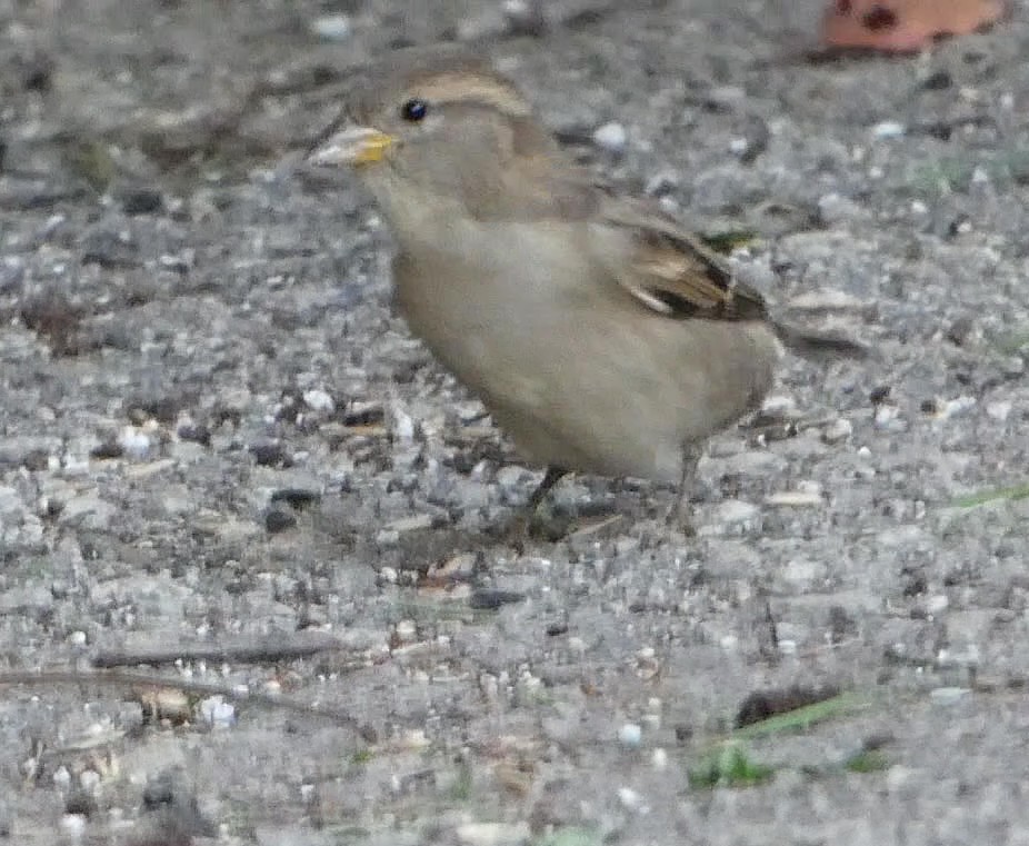 Домовый воробей - ML644282367