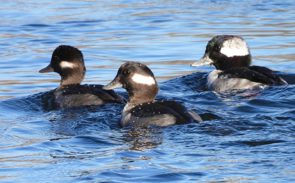 ヒメハジロ - ML644282370