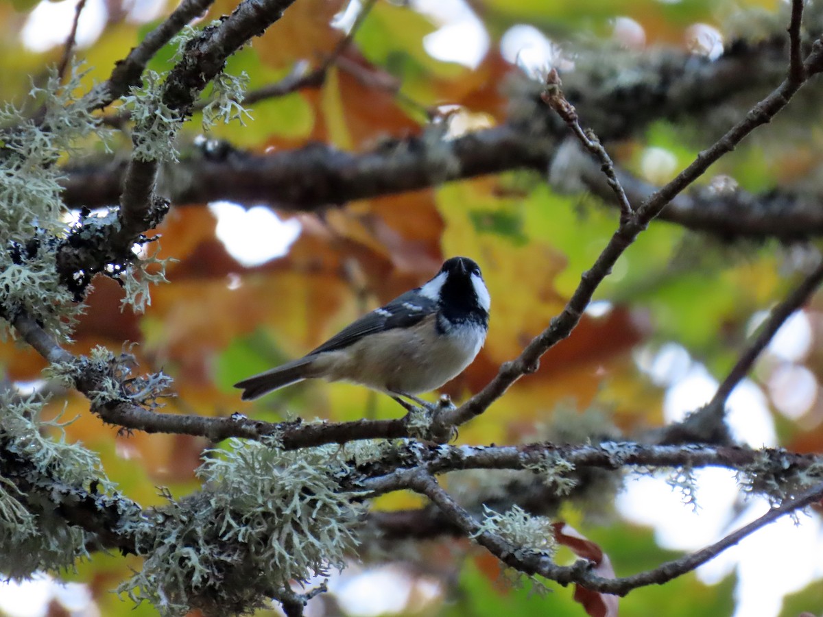 ヒガラ - ML644282375