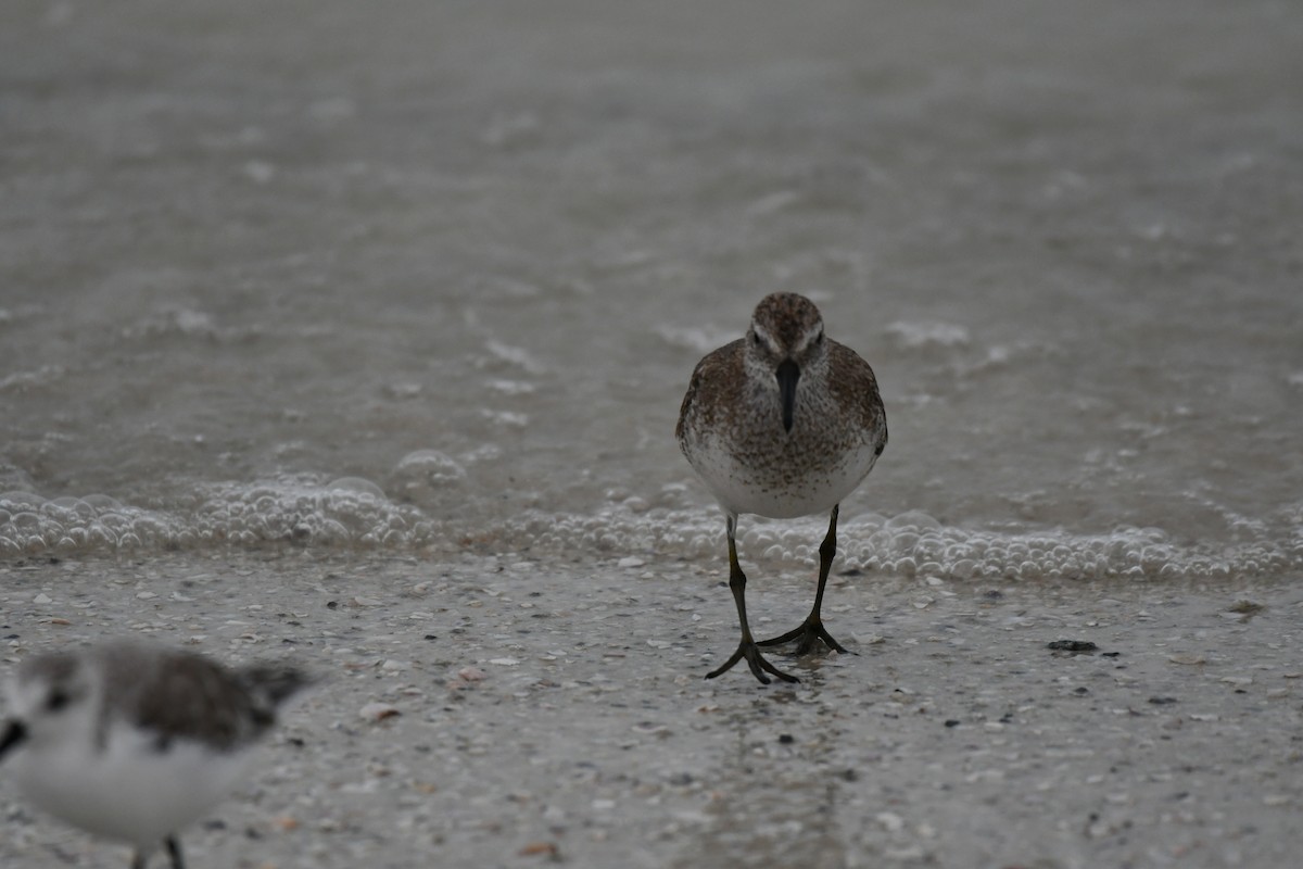 Red Knot - ML644282382