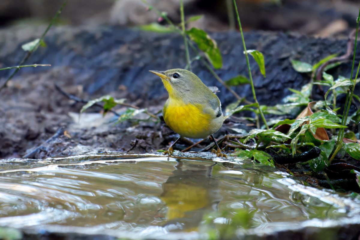 Очковая древесница - ML644282387