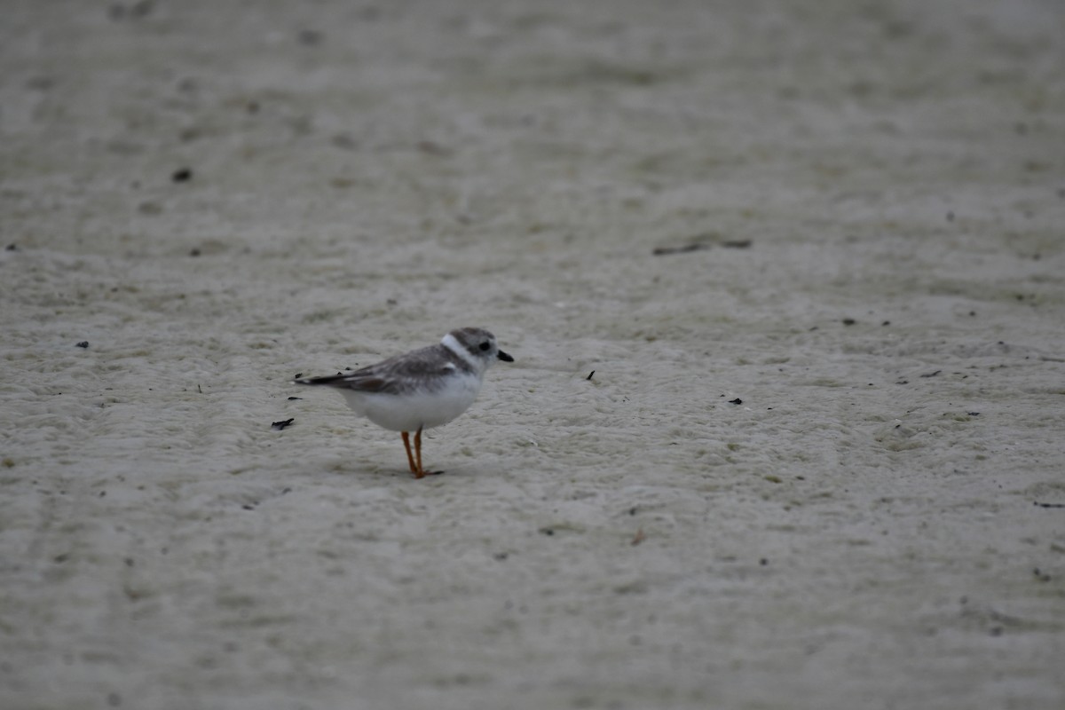 Flötenregenpfeifer - ML644282393