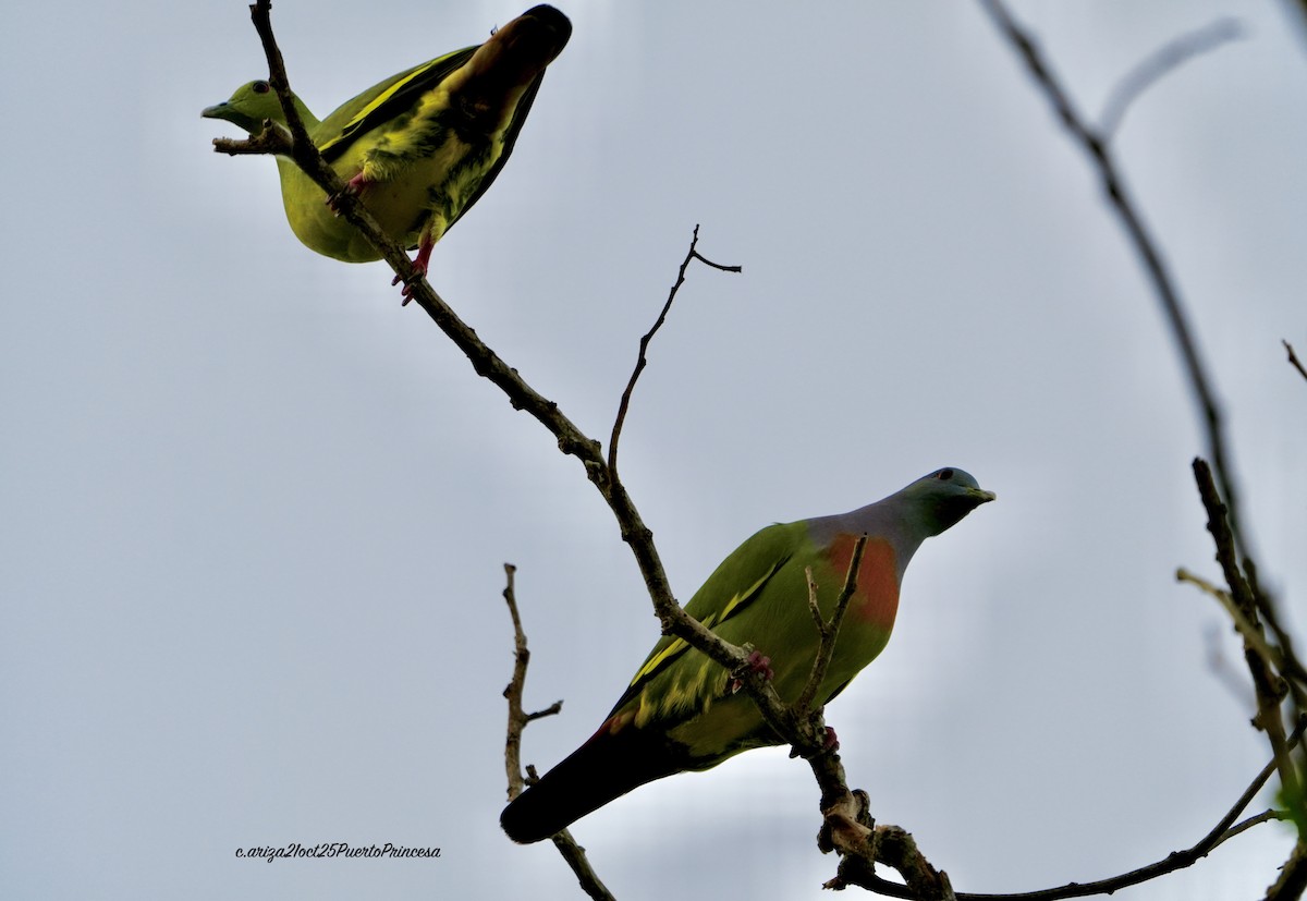 Розовошейный зелёный голубь - ML644282395