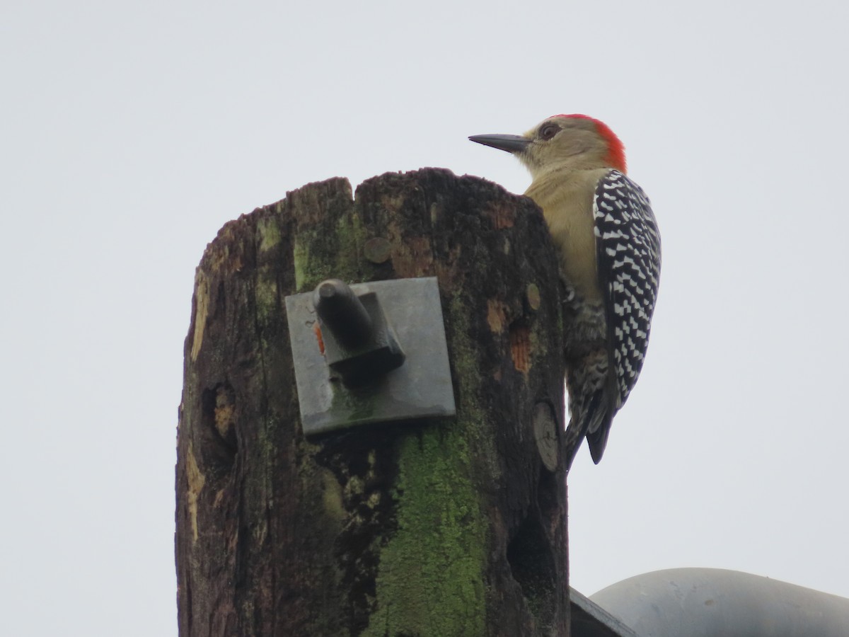 datel kápový - ML644282401