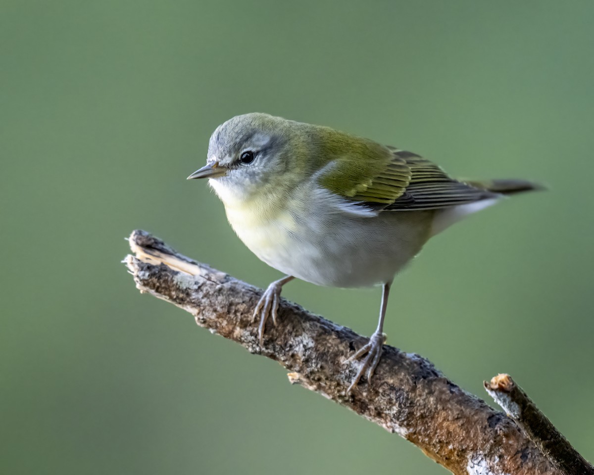 Tennessee Warbler - ML644282403