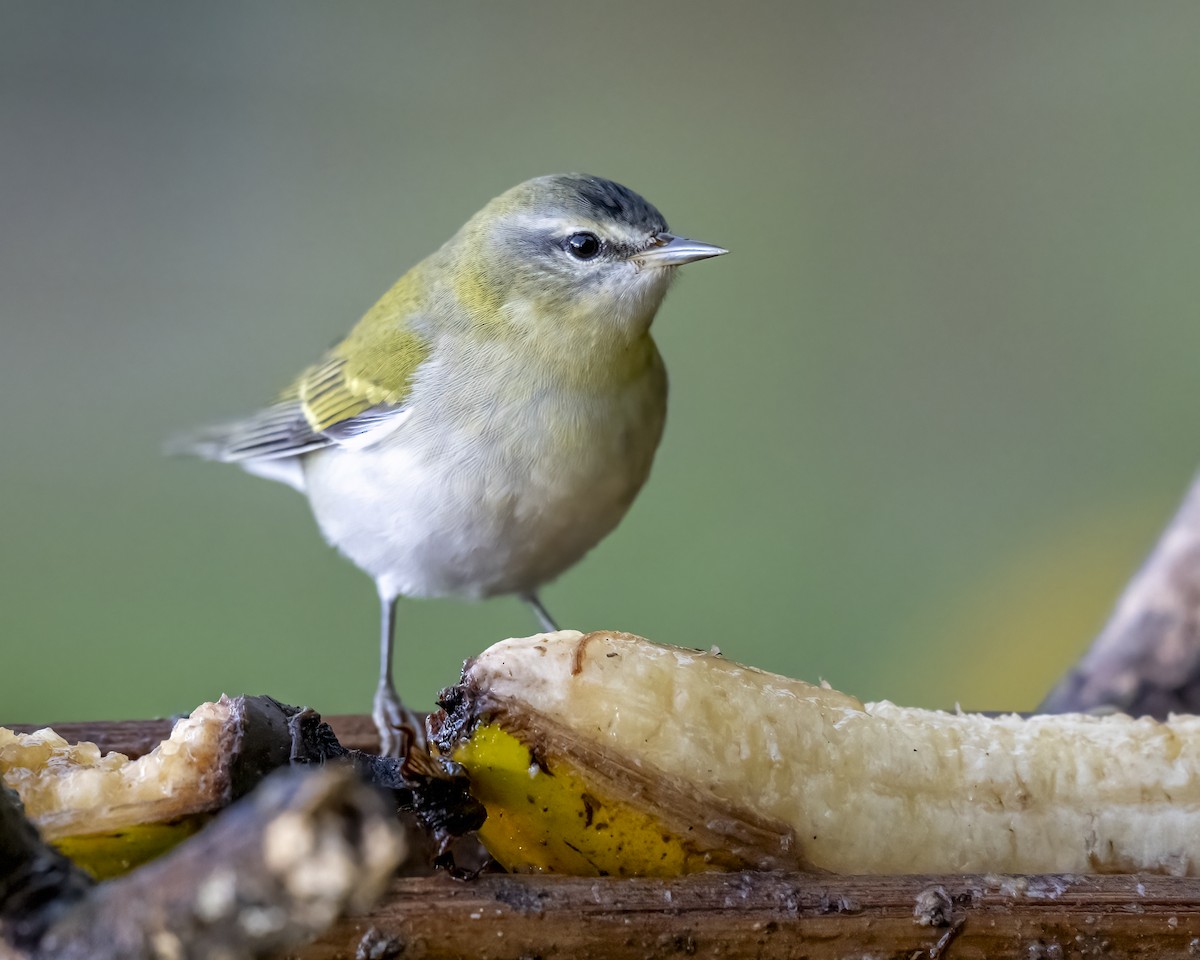Tennessee Warbler - ML644282404