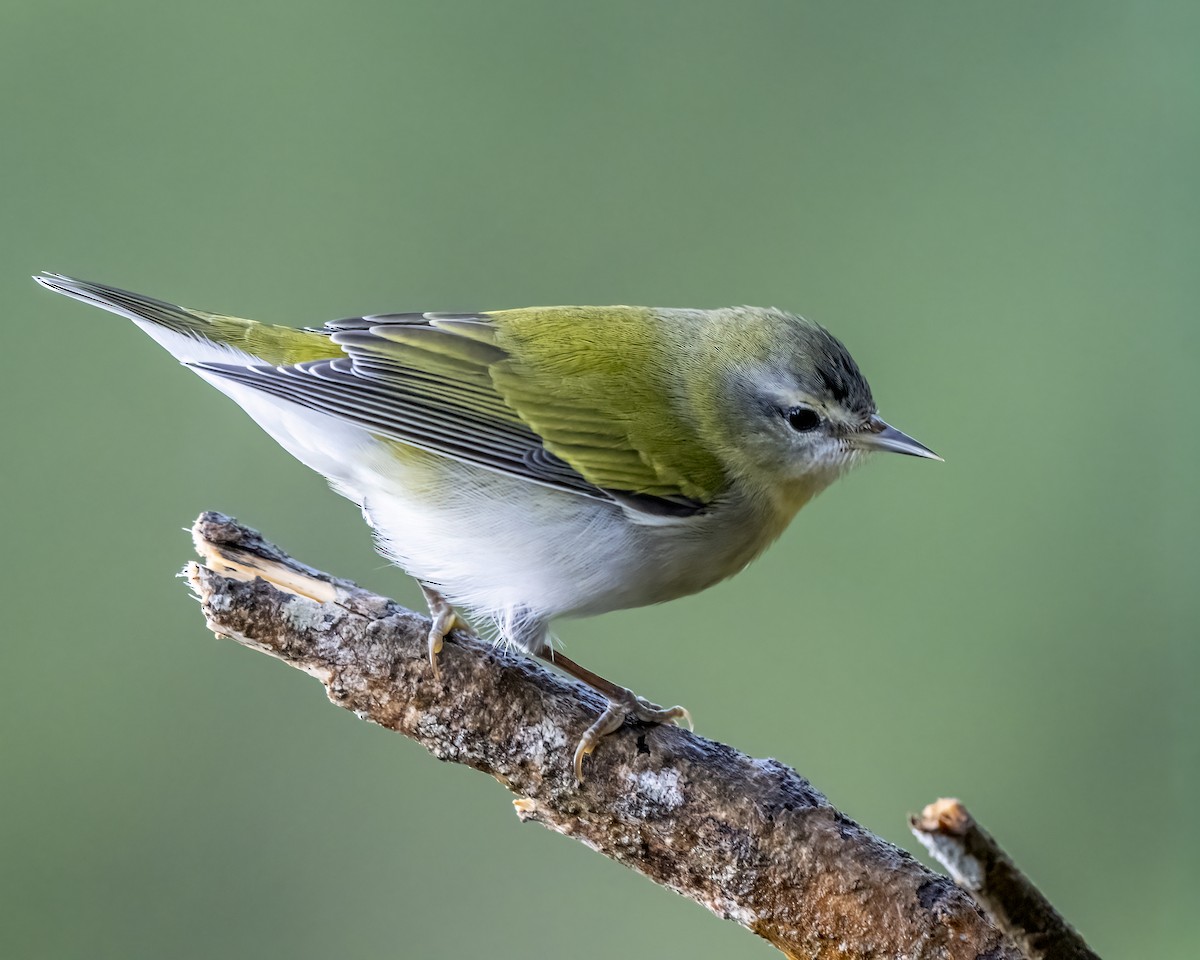 Tennessee Warbler - ML644282405