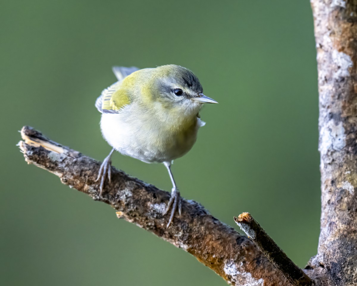 Tennessee Warbler - ML644282406