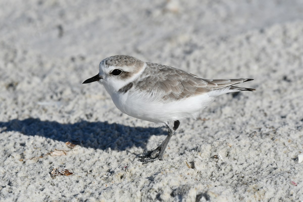 Snowy Plover - ML644282409