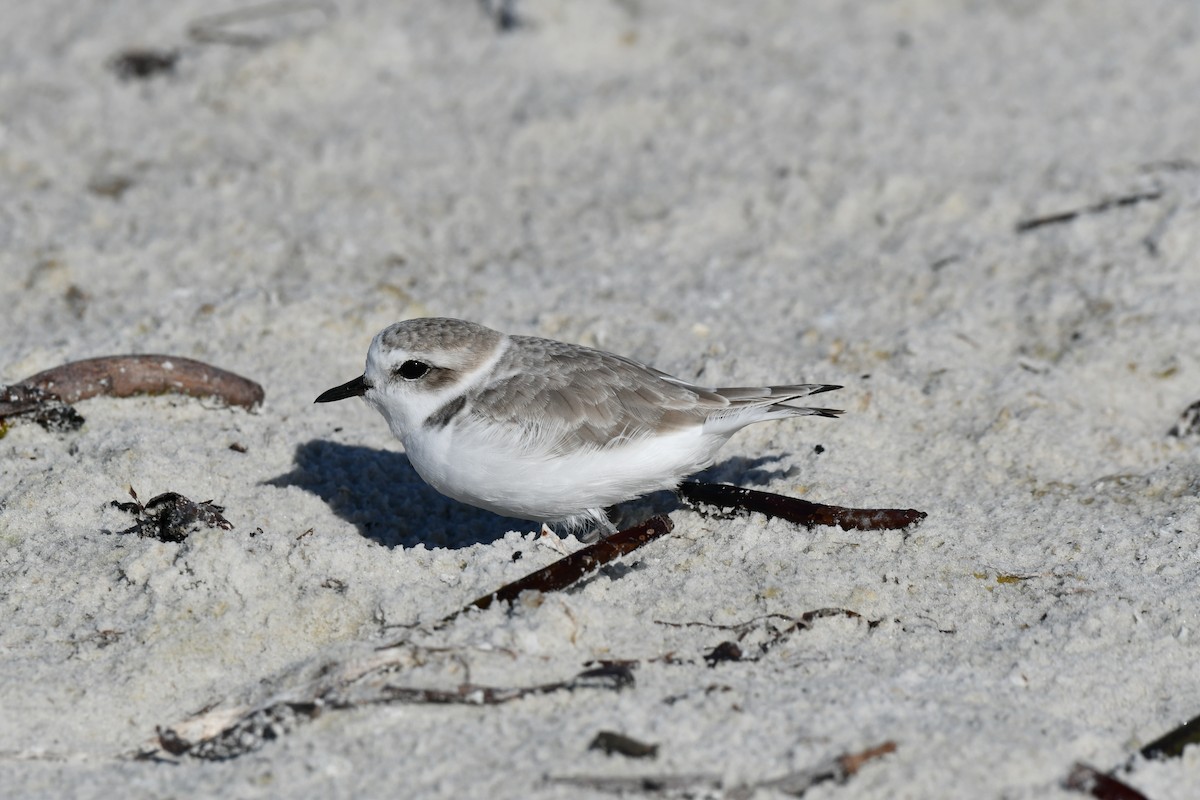 Snowy Plover - ML644282410