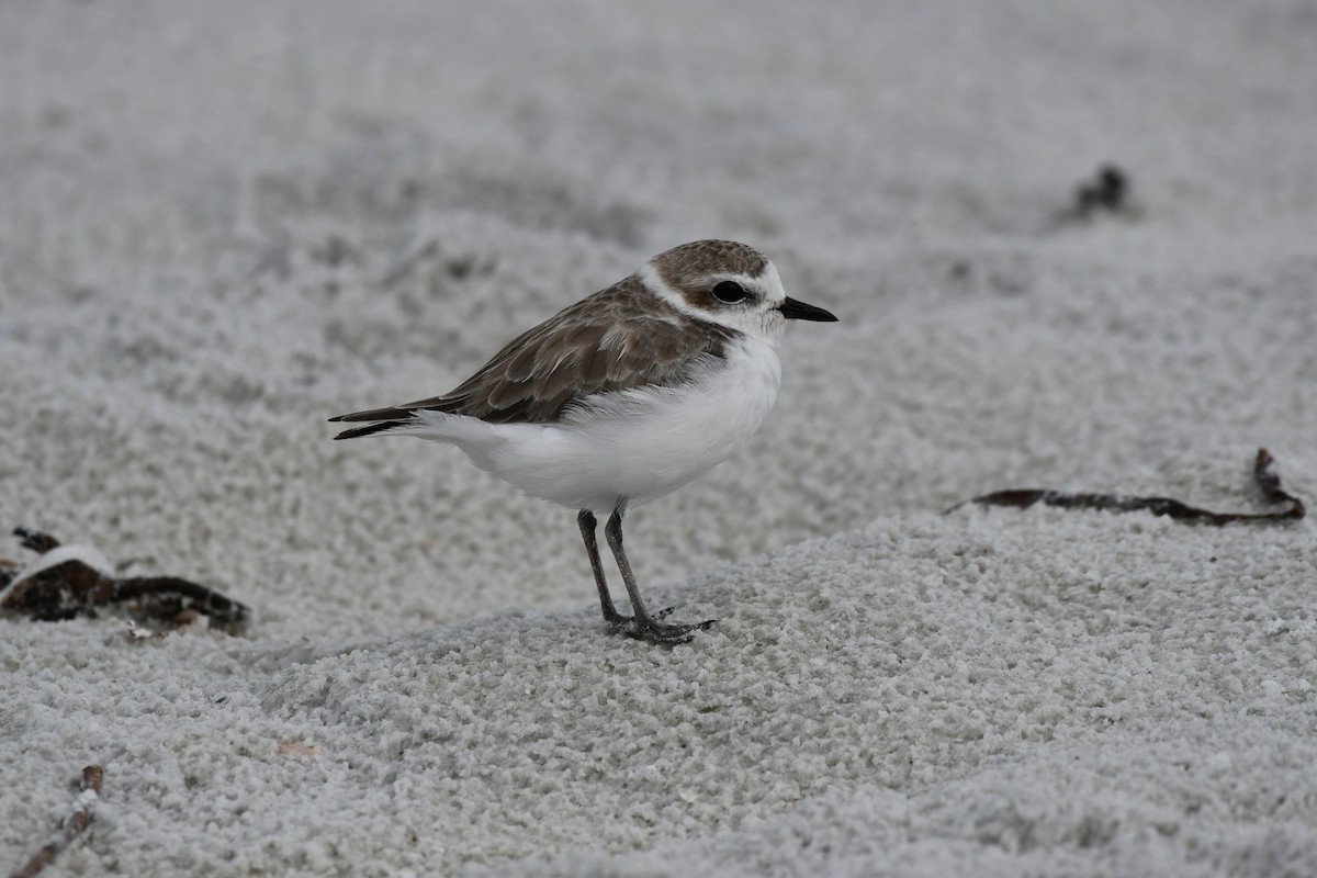 Snowy Plover - ML644282411